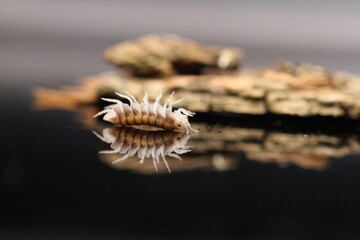 isopods woodlouse pill bugs cubaris sp white side pinguin
