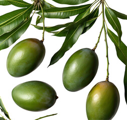 Green raw mangoes with leaves, isolated on a white background, showcasing their fresh, unripe texture and vibrant color.
