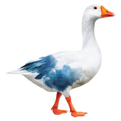 Obraz premium Colorful Domestic Goose with Detailed Feather Texture and Orange Beak, isolated on transparent background.