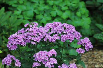 Pink phlox flower spikes in close up