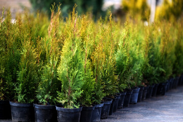 Neat rows of pots with green thuja seedlings