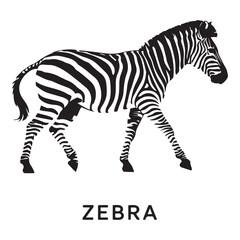 A zebra Vector Black silhouettes. with white background art illustration