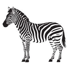 A zebra Vector Black silhouettes. with white background art illustration