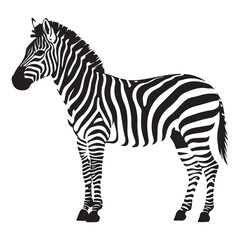 A zebra Vector Black silhouettes. with white background art illustration