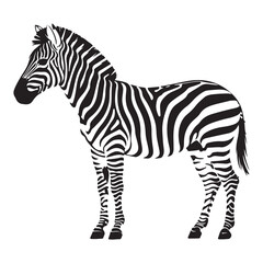 A zebra Vector Black silhouettes. with white background art illustration