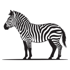 A zebra Vector Black silhouettes. with white background art illustration