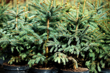 Saplings of pine, spruce, fir and other coniferous trees in pots in plant nursery