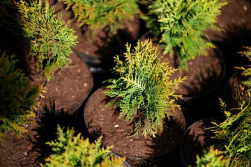 Saplings of pine, spruce, fir and other coniferous trees in pots in plant nursery