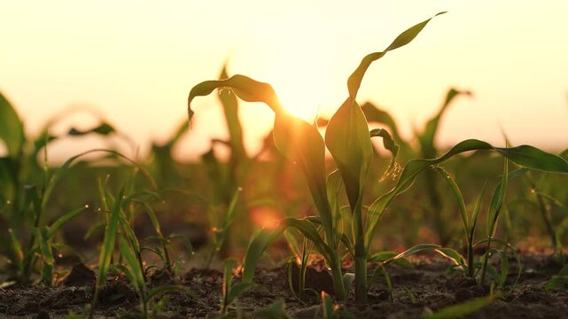 green corn sprout grows ground sunset, agriculture dawn, corn farm row, cultivated cultivate plant spring industry rural summer, landscape idyllic photo natural white agrarian, earth culture land