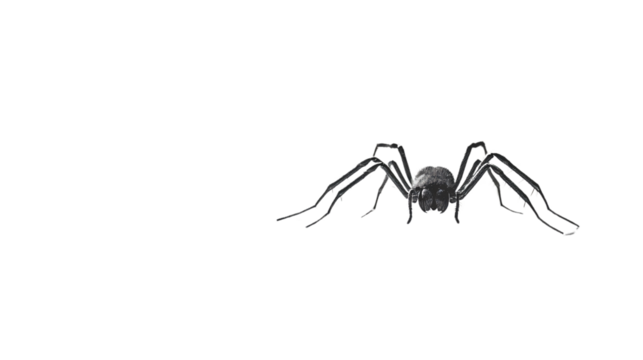 Spider isolated on white background for professional designs and illustrations