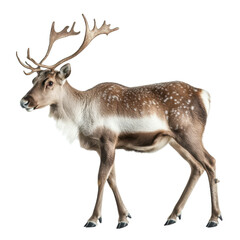 Fototapeta premium A side view of a caribou, with speckled brown and white fur, displaying its prominent antlers.