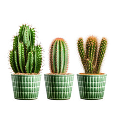 Trio of Vibrant Cactus in Decorative Green Pots for Indoor Gardening Enthusiasts on transparent background