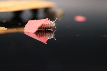 isopods woodlouse pill bugs cubaris sp white side pinguin
