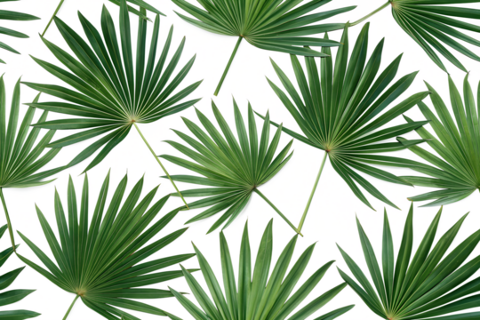 seamless pattern with saw palmetto leaves