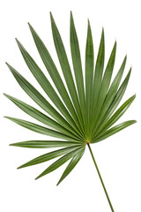 Fototapeta premium saw palmetto leaf isolated on white