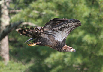 Juvenile Bald Eagle in Flight