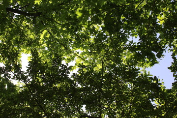 green leaves background, green leaves in spring