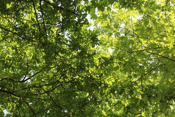 Fototapeta premium green leaves background, green leaves in spring
