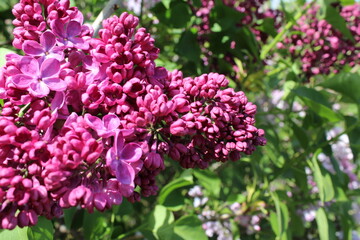 purple lilac flowers spring flowers