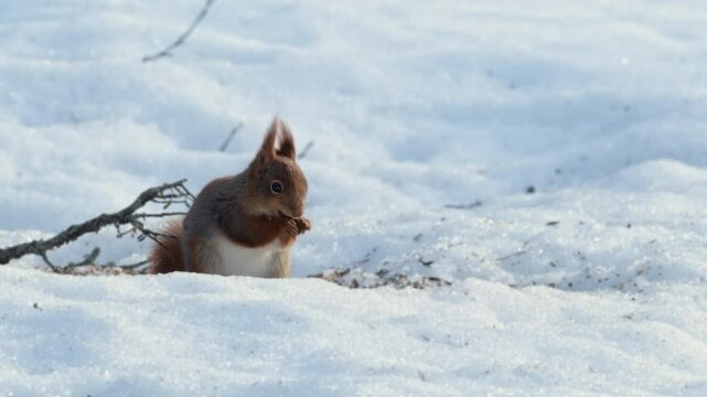 Red Squirrel Exploring Snowy Ringebu Mountains, Authentic Wildlife in Norway