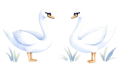 Obraz premium Two elegant white swans facing each other, depicted in a watercolor style, set against a white background with simple greenery at their feet