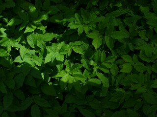 green leaves background