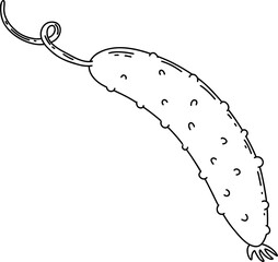 cucumber Line Art Illustration – Hand Drawn Vegetable Sketch