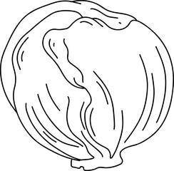 cabbage Line Art Illustration – Hand Drawn Vegetable Sketch