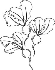 Radish Line Art Illustration &ndash; Hand Drawn Vegetable Sketch