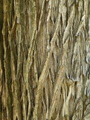 bark of a tree