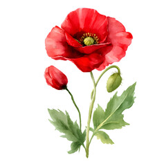 Naklejka premium Elegant Red Poppy Flower Watercolor Painting for Design