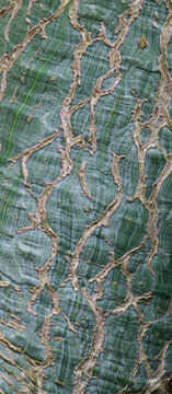 Beautiful close-up of the bark of bombax ellipticum
