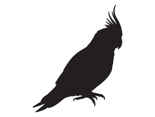 COCKATIEL SILHOUETTE WHITE BACKGROUND © Rabia