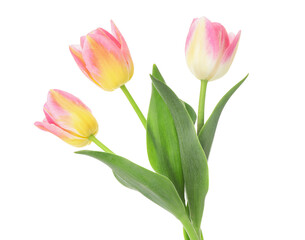 Three beautiful colorful tulips isolated on white