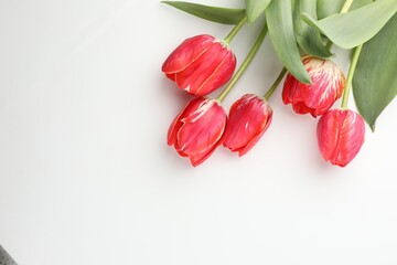 Beautiful tulip flowers on white background, top view. Space for text