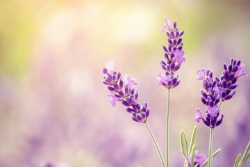 Naklejka premium Delicate lavender blossoms in a soft, sunlit field Close-up view of purple flower clusters against a blurred background of similar blooms, bathed in warm light