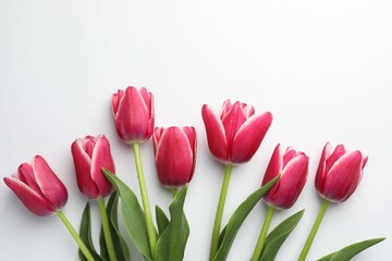 Beautiful tulips on white background, flat lay