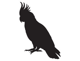 Obraz premium COCKATOO SILHOUETTE WHITE BACKGROUND