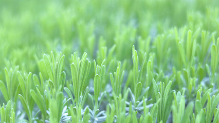 Close-up view of fresh green lavender leaves in spring garden, soft light and shallow depth of field.