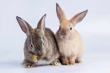 bunny Easter fluffy baby rabbit or new born rabbit. baby cute rabbit or new born adorable bunny. Easter Bunny.  Symbol of Easter day.