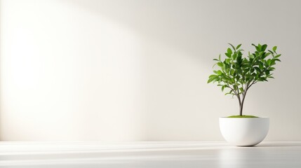 Potted Plant Minimalist Decor Bright Lighting Wide Angle Shot Simple Design Peaceful Atmosphere White Room Calm Mood Ideal for Home Decor Ads