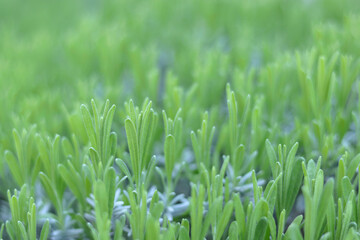  Close-up of young lavender leaves in spring, fresh green foliage with soft natural light and shallow depth of field.