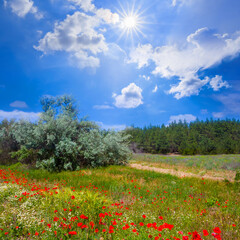 spring forest glade covered by red poppy flowers under a sparkle sun