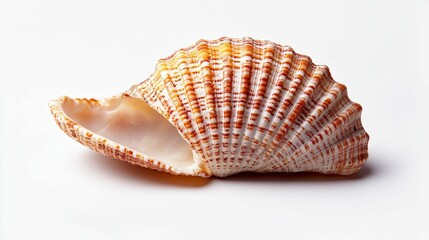 Obraz premium Detailed close-up of a single seashell.