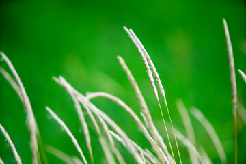 Soft Green Grass with Delicate White Seed Heads Background Nature