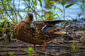 Female Mallard Duck Grooming Feathers by Lake Edge – Wildlife Close-Up