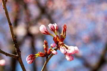 This is a close up view of beautiful pink flowers on a tree branch