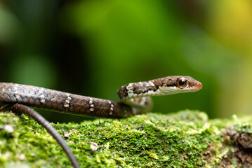 Clear image of a snake with large, curious eyes, space for text and environmental education.