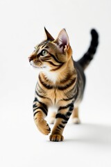 Striped cat in graceful, swift motion across pure white , wildlife, animal, feline