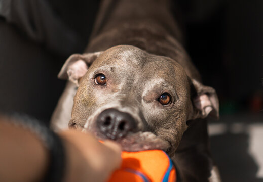 American Pit bull Terrier at home. Blue nose. Playing with toys, ball